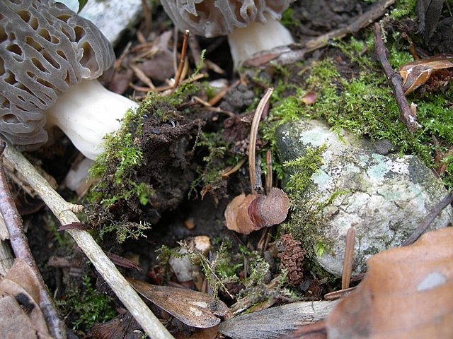 Il Tempo delle Morchelle